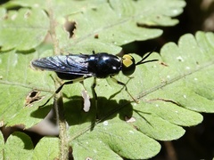 Cyphomyia varipes