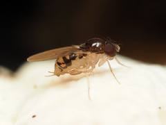 Mycodrosophila claytonae