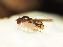 Mycodrosophila claytonae