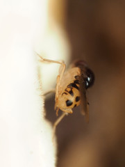 Mycodrosophila claytonae