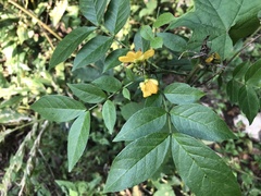 Senna hirsuta
