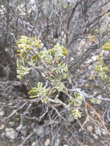 Tetraena madagascariensis image