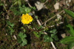 Ranunculus breyninus