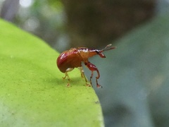 Euscelus bivittatus