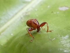 Euscelus bivittatus