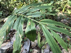 Zingiber officinale