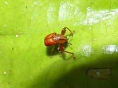 Euscelus bivittatus