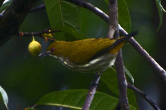 Dicaeum chrysorrheum