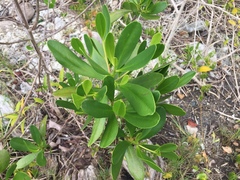 Lumnitzera littorea