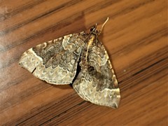 Eulithis flavibrunneata