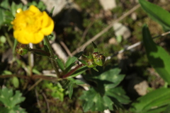 Ranunculus breyninus