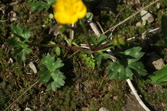Ranunculus breyninus