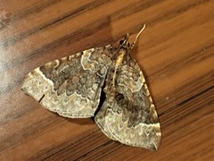 Eulithis flavibrunneata