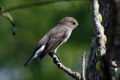 Muscicapa sibirica