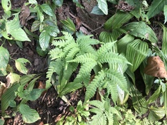 Pteris fauriei