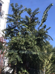 Ailanthus altissima
