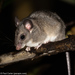 Big-eared Climbing Rat - Photo (c) Paul Carter, some rights reserved (CC BY-NC), uploaded by Paul Carter