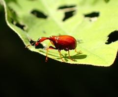 Paracycnotrachelus
