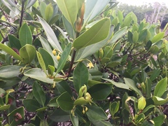 Rhizophora samoensis