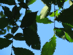 Ulmus americana