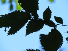 Ulmus americana