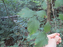 Ulmus americana