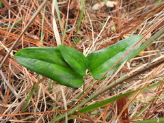 Smilax smallii
