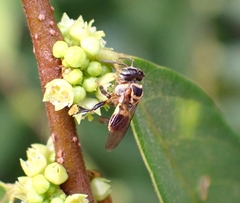 Lepidotrigona terminata