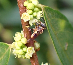 Lepidotrigona terminata