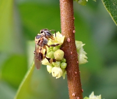 Lepidotrigona terminata
