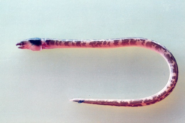Evermann's Snake Eel