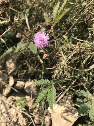 Sensitive Plant