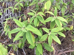 Pluchea carolinensis
