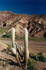 Oreocereus celsianus