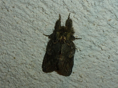 Peridea anceps