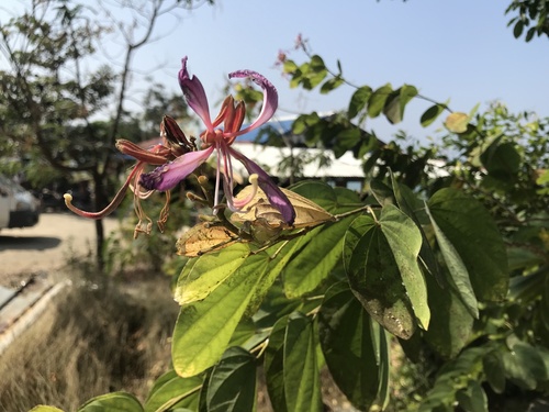 Orchid Tree