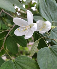 Bauhinia acuminata