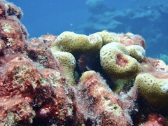 Goniastrea stelligera