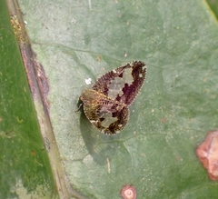 Ricanoptera fenestrata