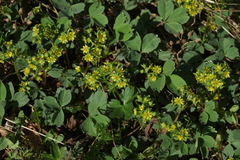 Sibbaldia parviflora