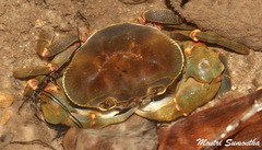 Demanietta renongensis