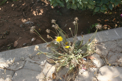 Hypochaeris achyrophorus