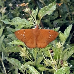 Dyscophellus ramusis