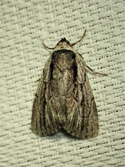 Sympistis badistriga