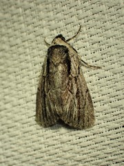 Sympistis badistriga