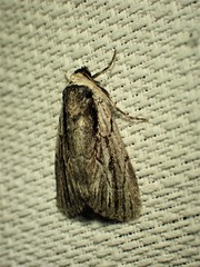 Sympistis badistriga