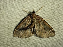 Eulithis flavibrunneata