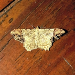 Macaria approximaria