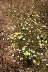 Anacyclus