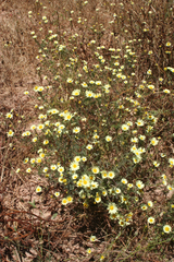 Anacyclus